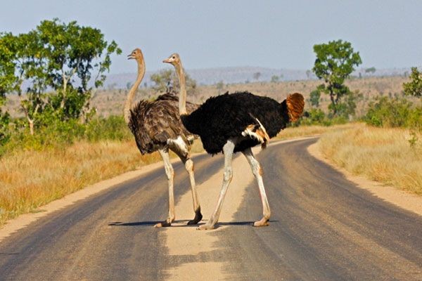 Birding safaris in Uganda