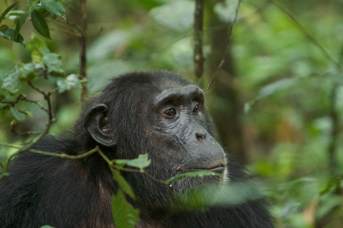 Chimpanzee trekking in Uganda