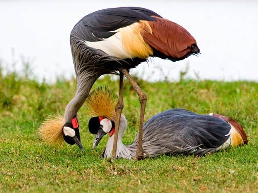 Murchison Falls National Park - Birding safaris in Uganda