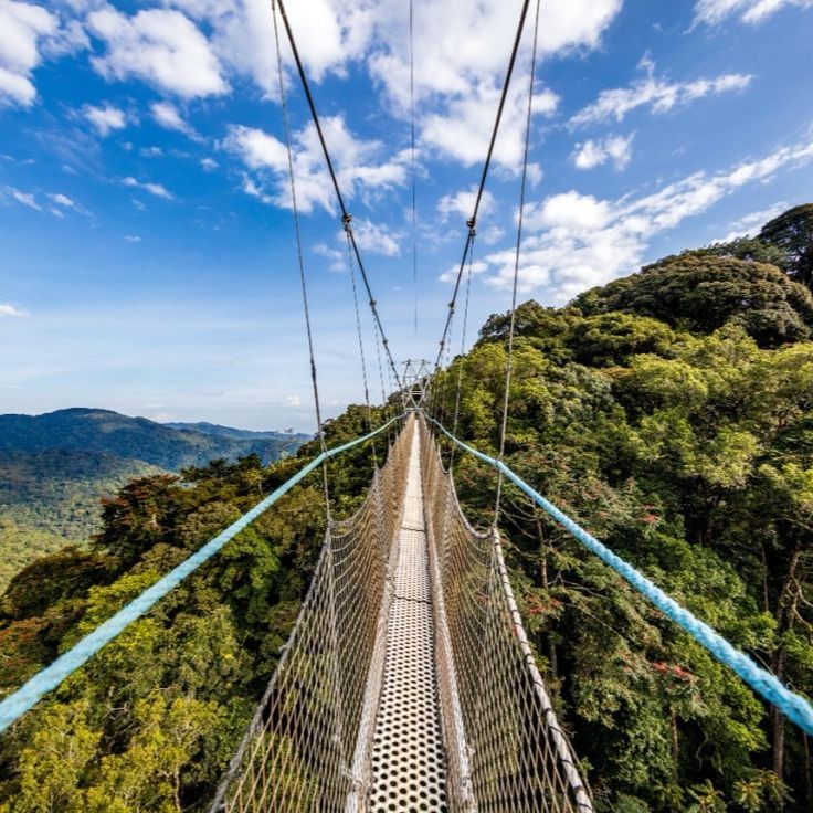 Canopy walk in Nyungwe