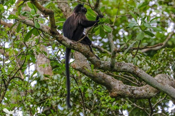 other primate encounters in Nyungwe