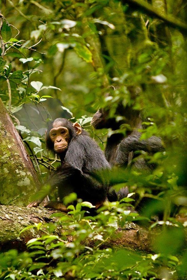 Chimpanzee trekking in Uganda