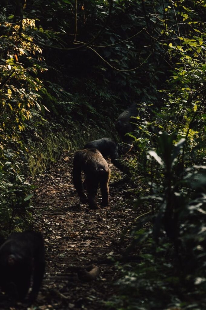 Chimpanzee Trekking in Uganda