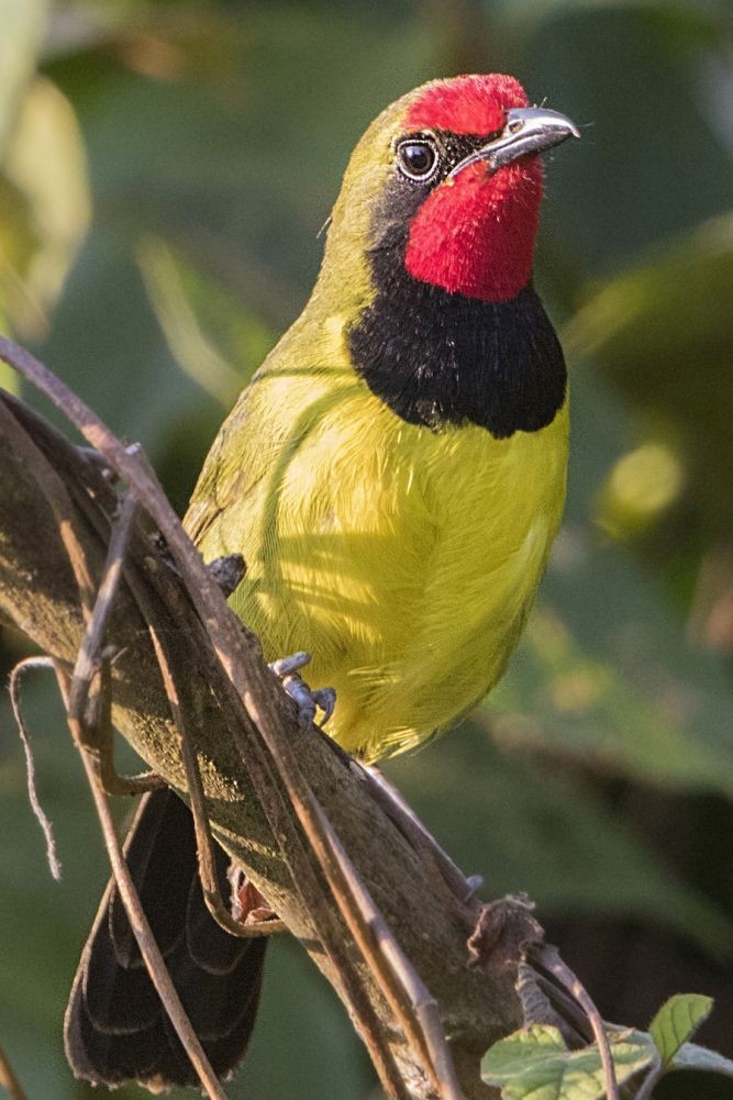 Birding safaris in Uganda