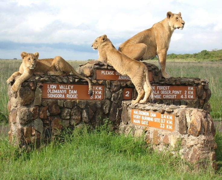 Masai Mara