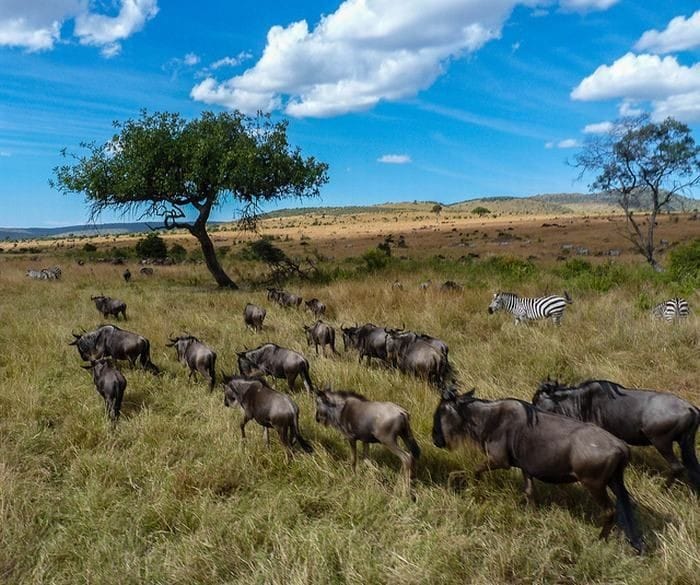 Masai Mara