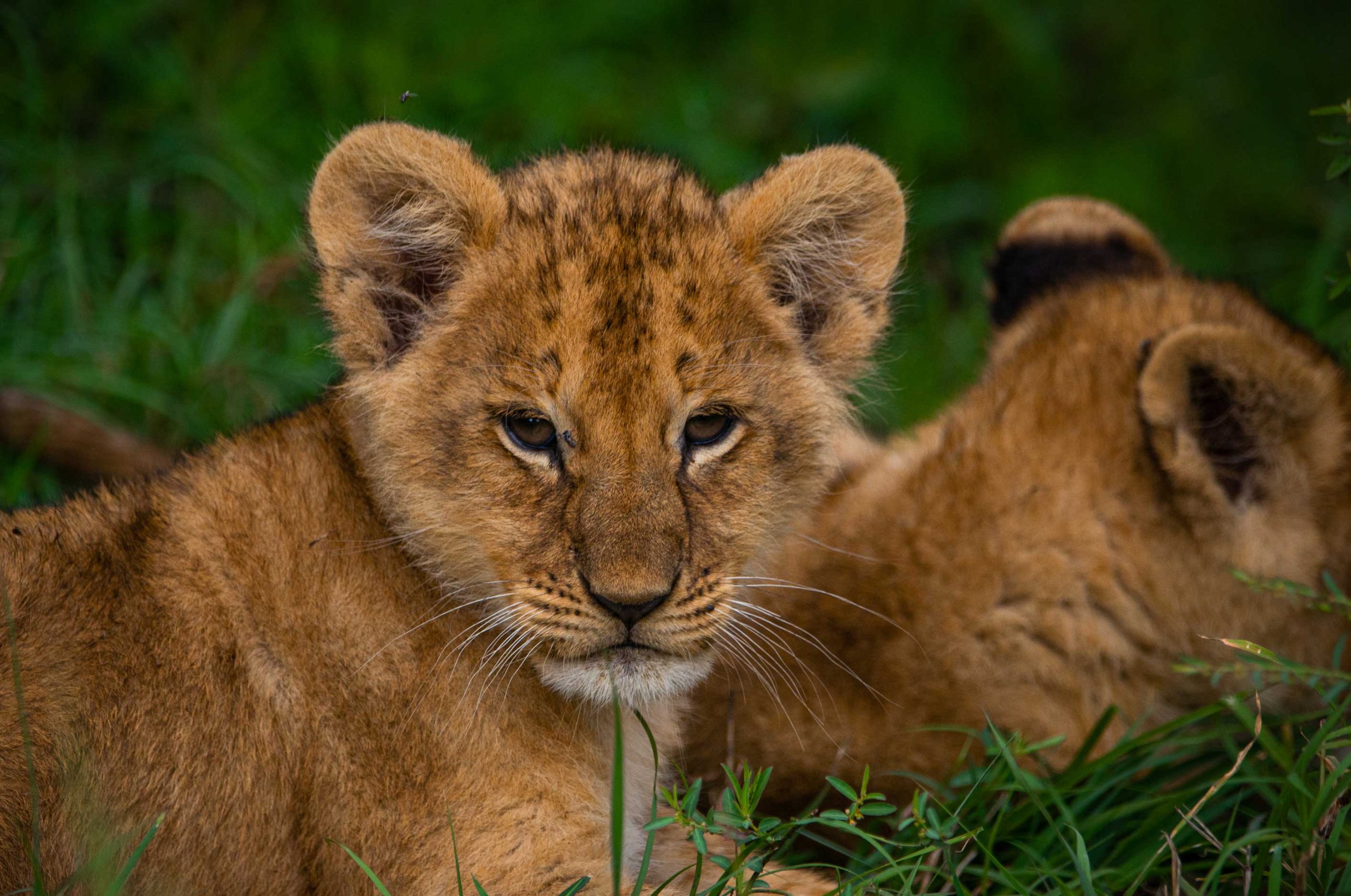 10 Days Tanzania and Zanzibar Safari