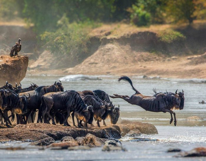 safari-serengeti-national-park